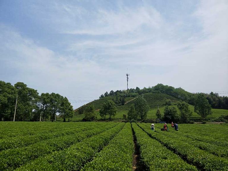 Hubei-shuangshi-tea-garden