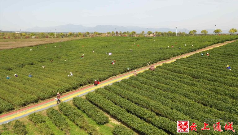 Jiujingfeng Tea garden