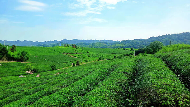 Tea Garden Shuangshi Tea Raw Material Base