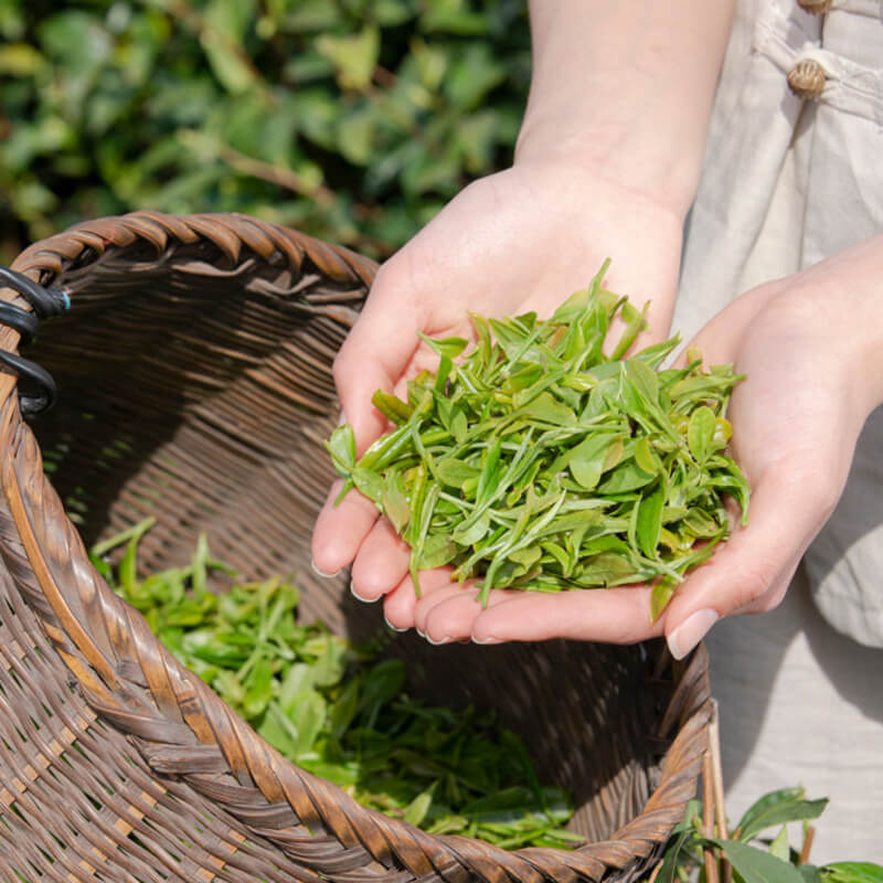 fresh tea leaves