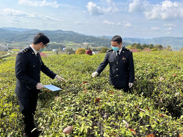 China tea export